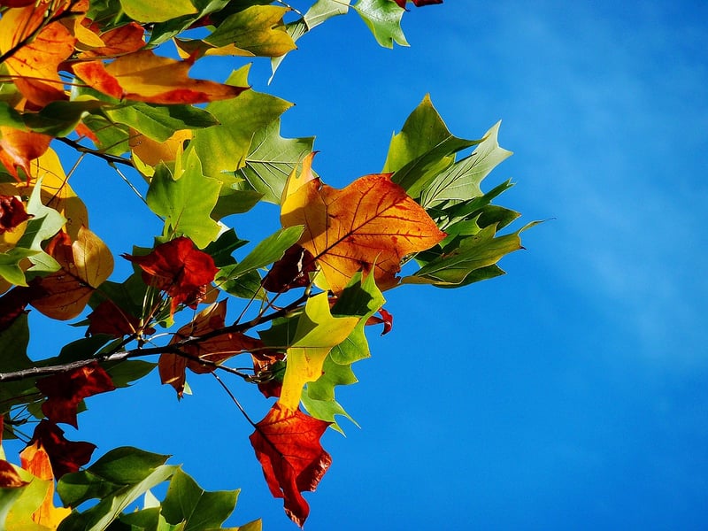 Leafy Headpiece