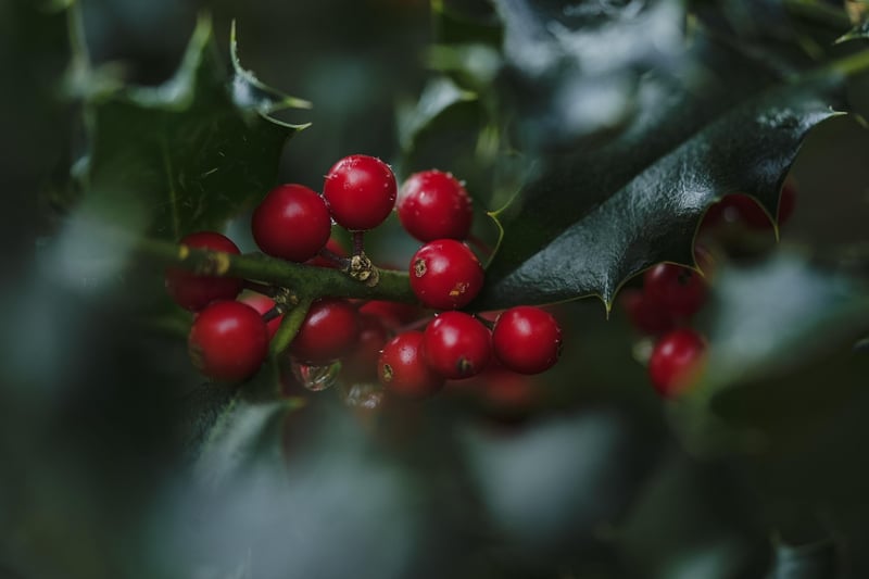 Wild Berries