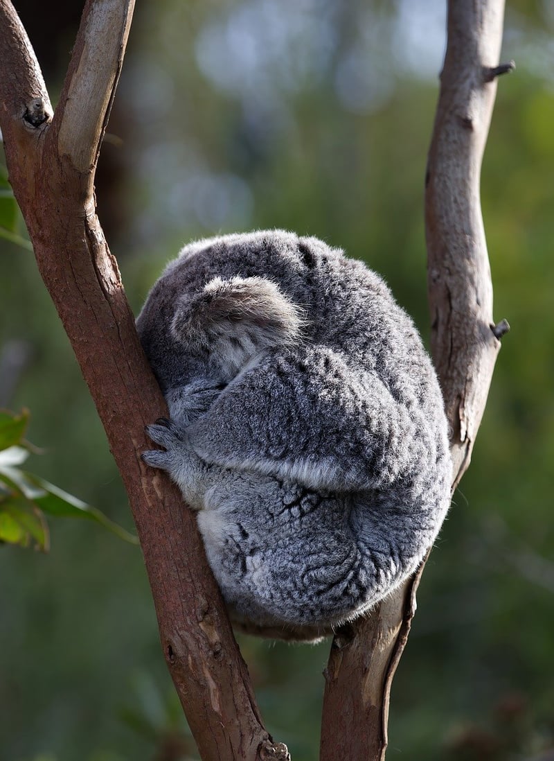 Eucalyptus